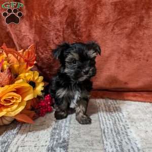 Jax, Yorkie Puppy